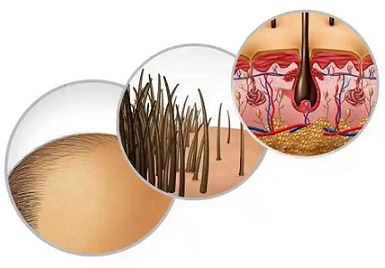 头发构造的相关知识？